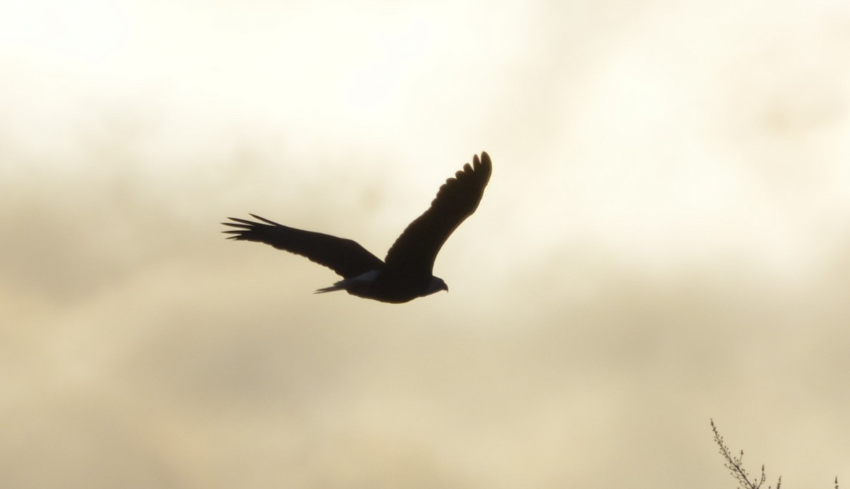 Bald Eagle - ML646984640