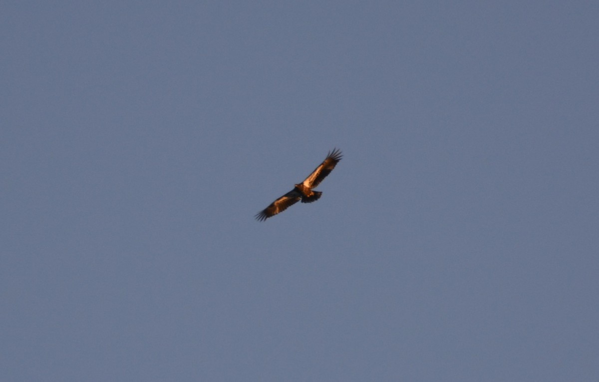 Bald Eagle - ML646984641