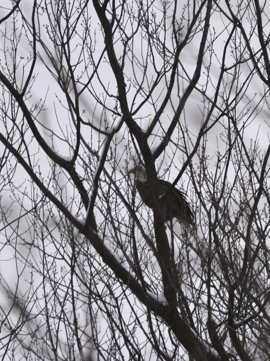 Bald Eagle - ML646984643