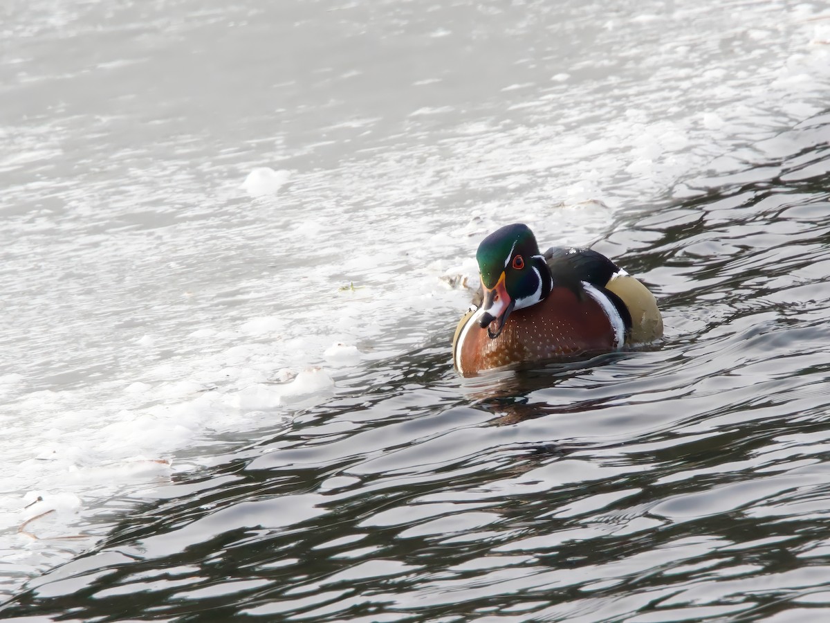 brudeand - ML646984644