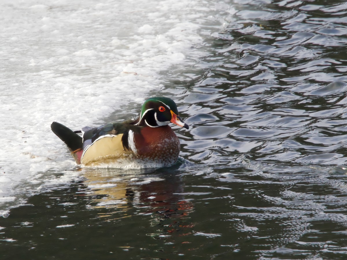 brudeand - ML646984645