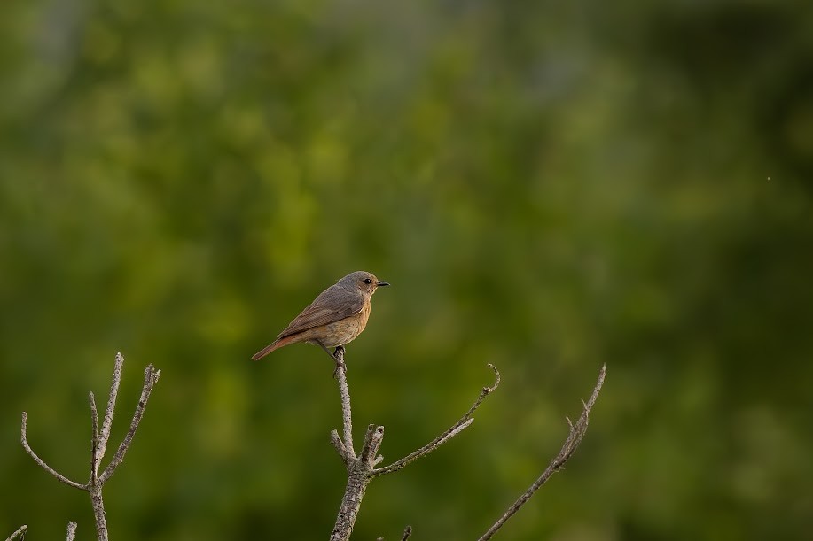 Common Redstart - ML646984646