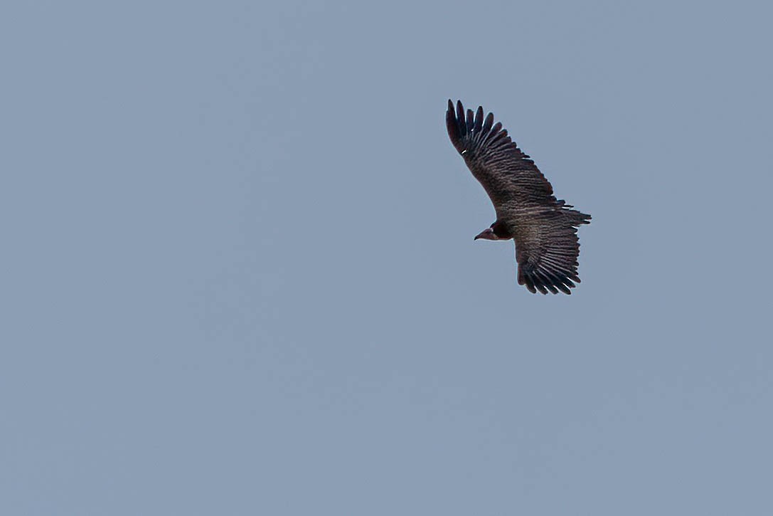 hettegribb - ML646984655