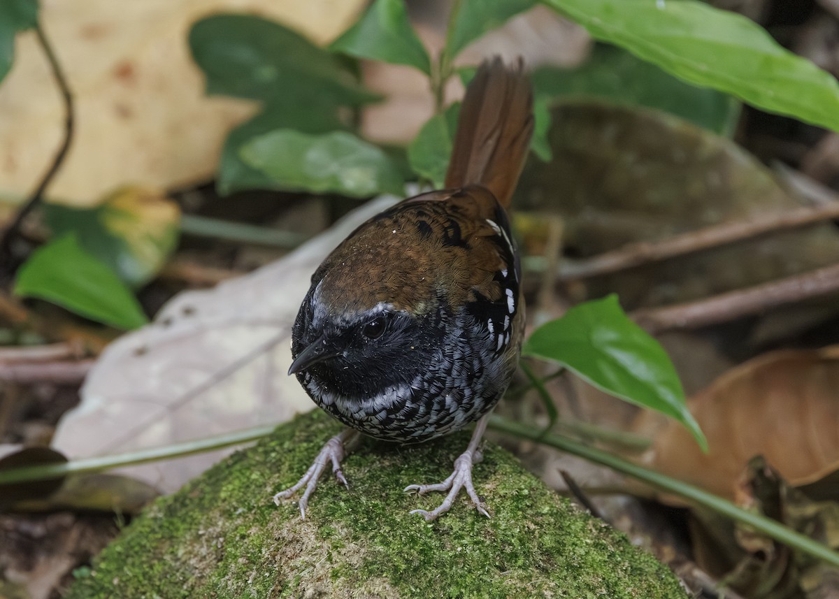 Покривник бразильський - ML646984656