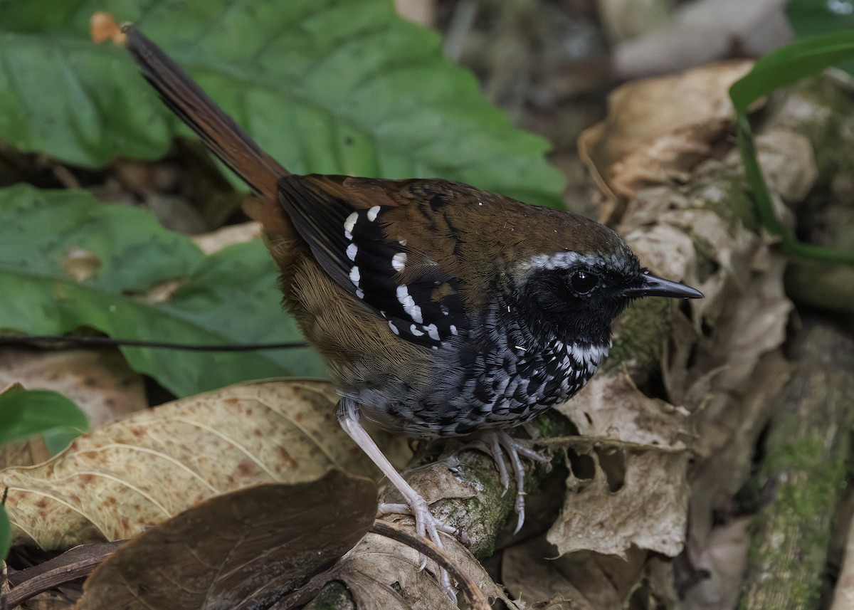 Покривник бразильський - ML646984657