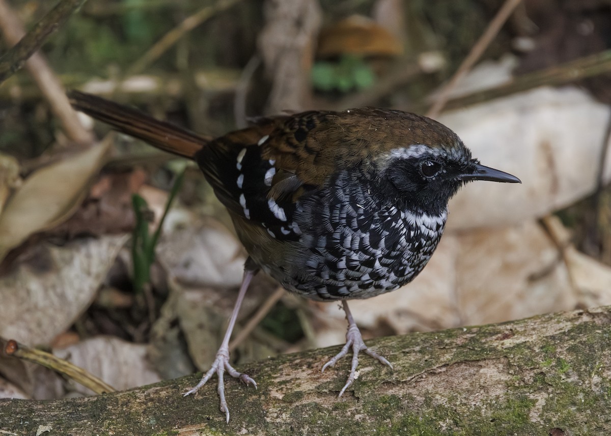 Покривник бразильський - ML646984658