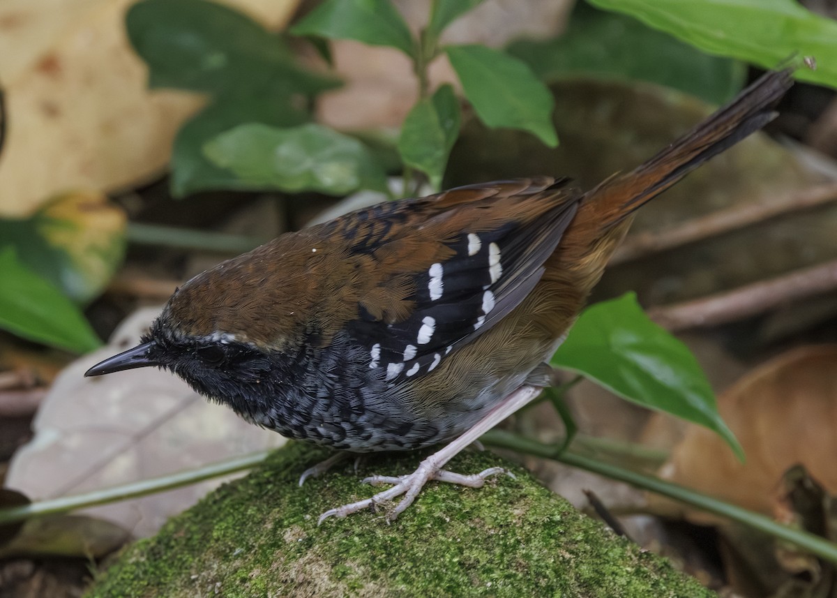 Покривник бразильський - ML646984659