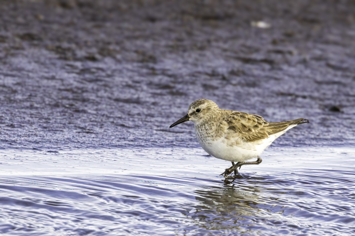 Bonaparte txirria - ML646984660