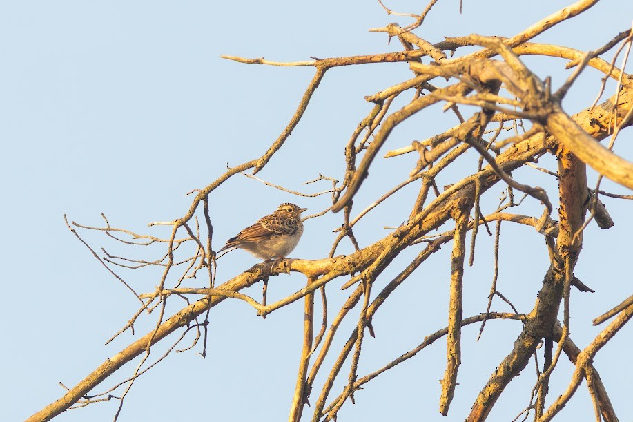 Wood Lark - ML646984661