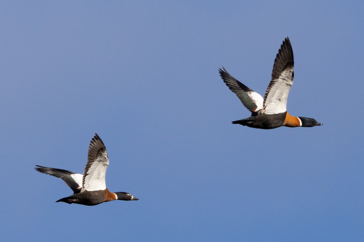 Australian Shelduck - ML646984664