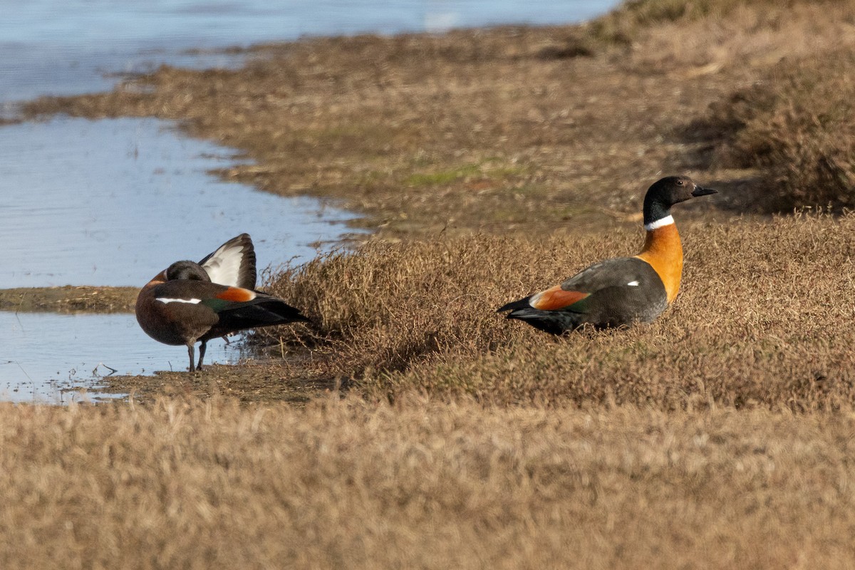Australian Shelduck - ML646984665