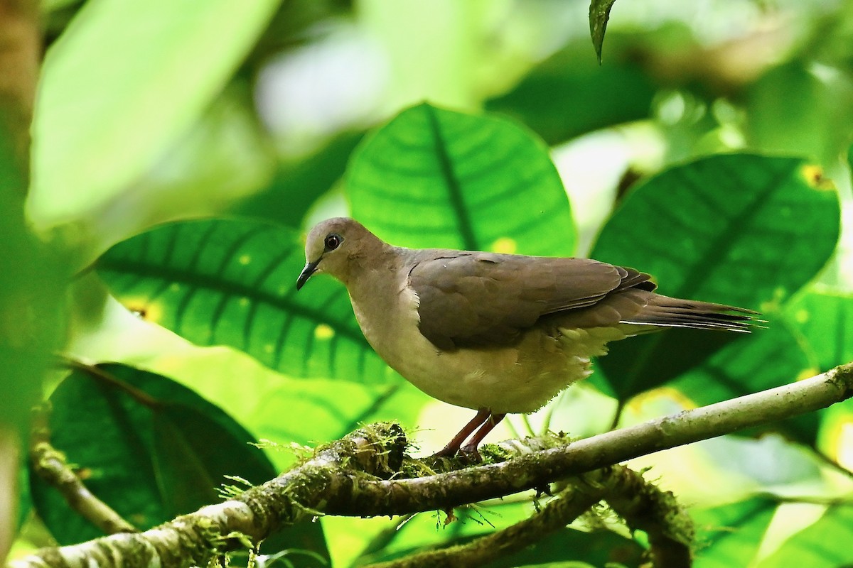 Горличка білолоба - ML646984670