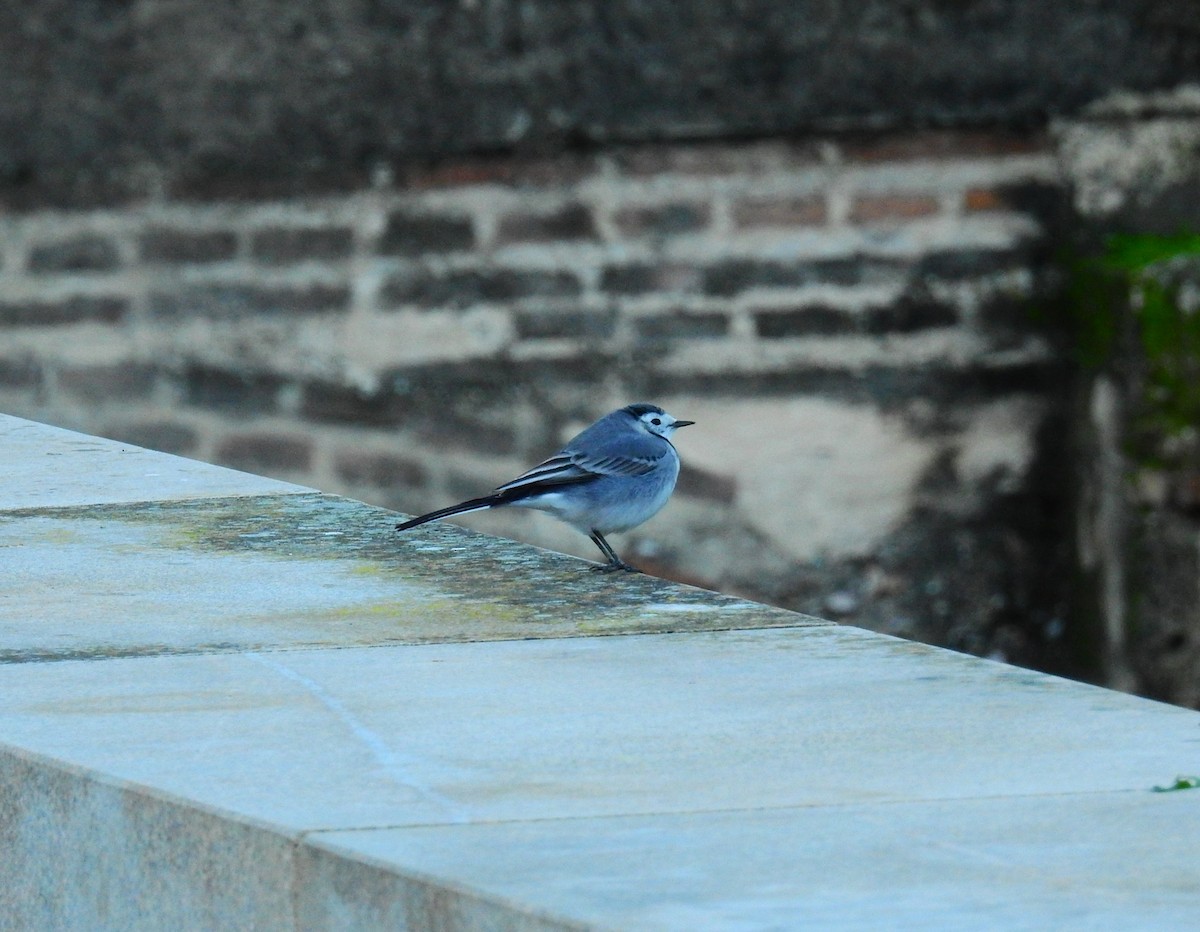 White Wagtail - ML646984671