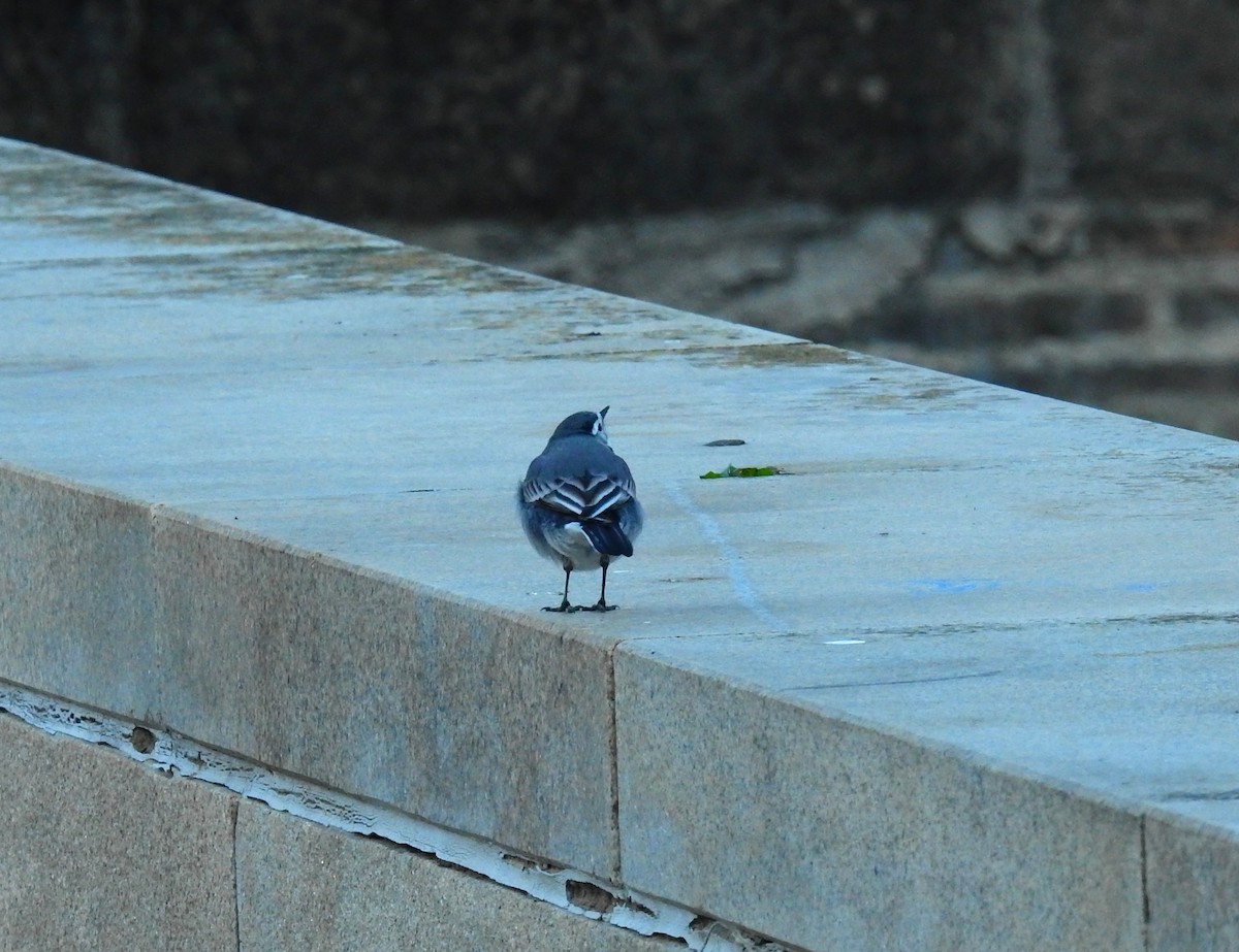 White Wagtail - ML646984672