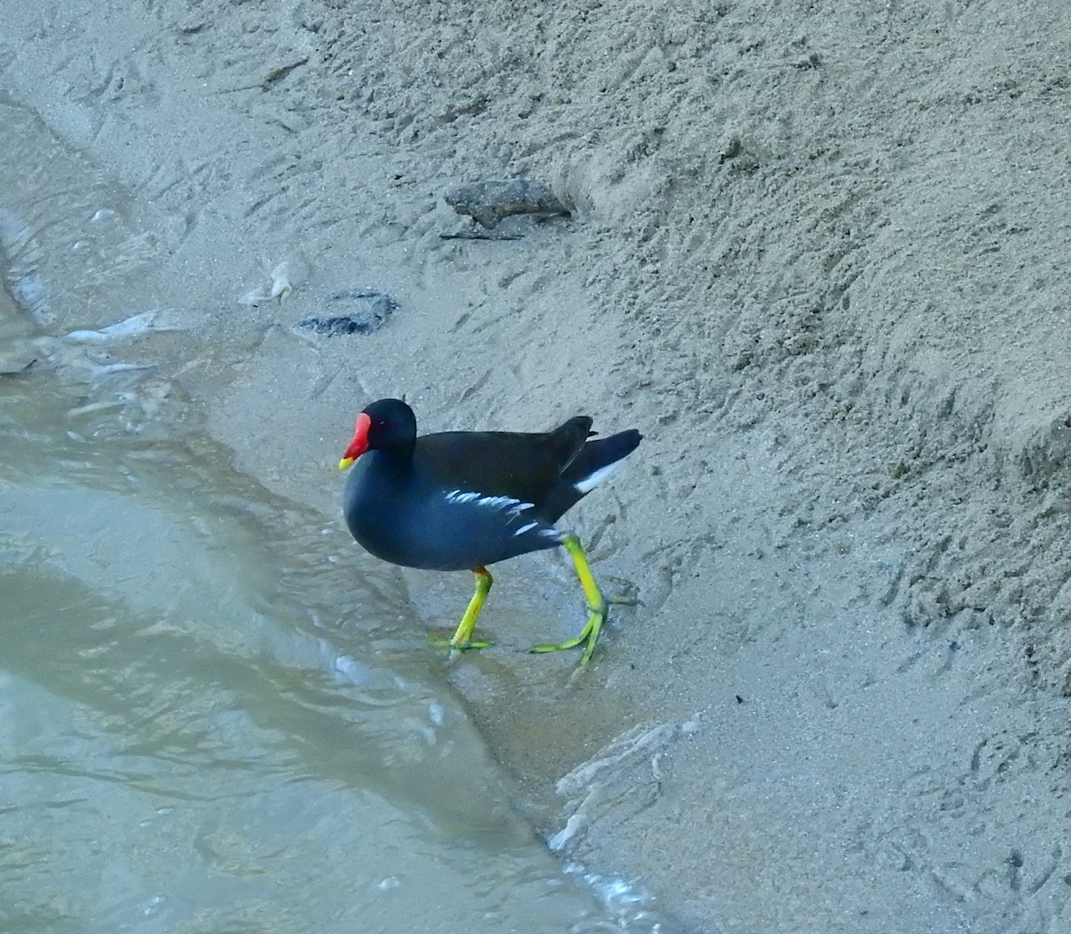 Eurasian Moorhen - ML646984674