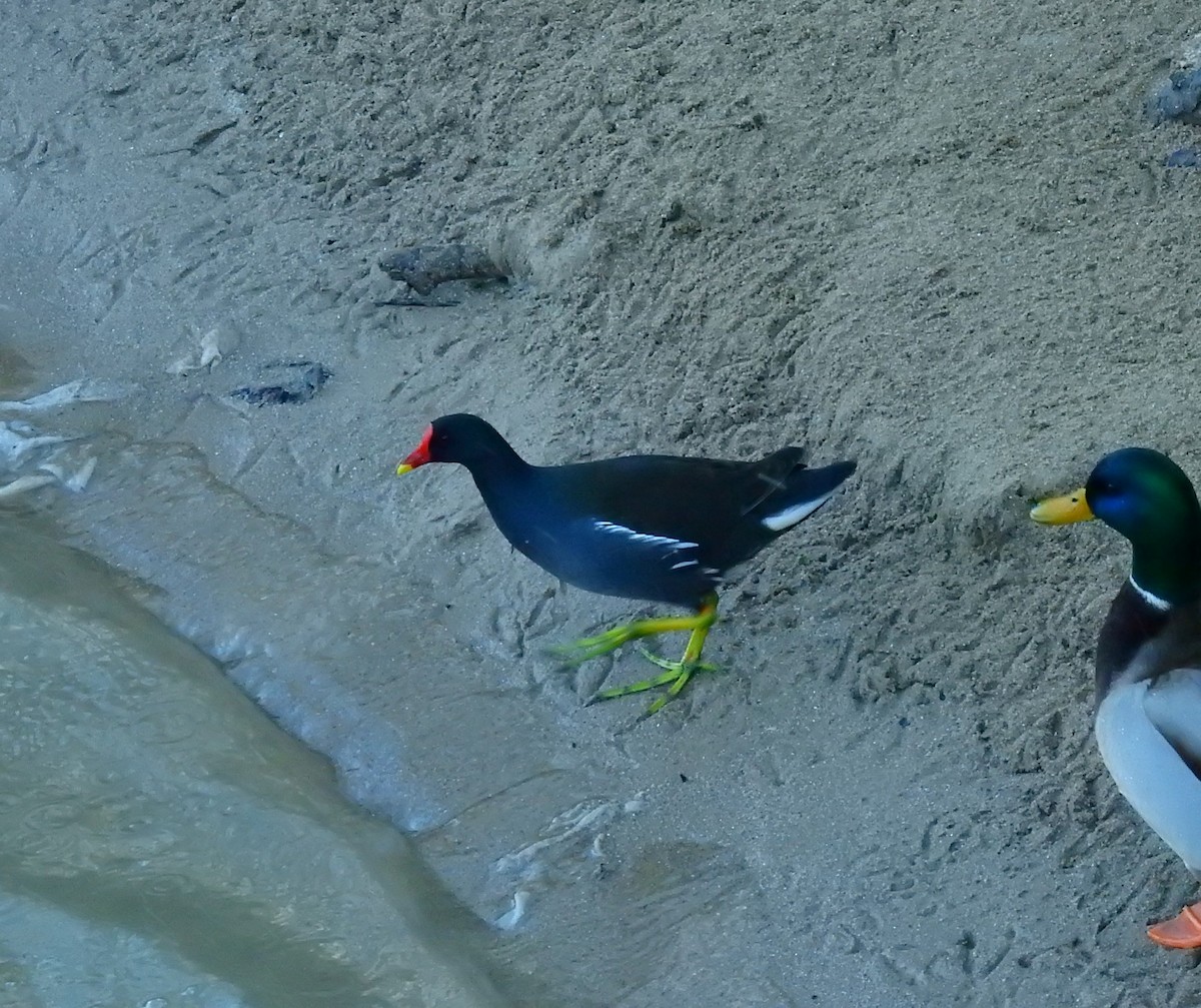 Eurasian Moorhen - ML646984675