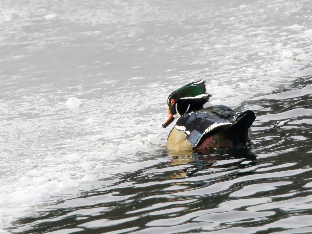 brudeand - ML646984679