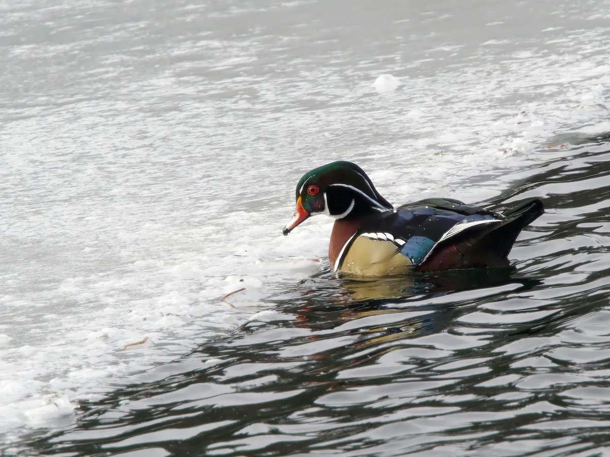 brudeand - ML646984680