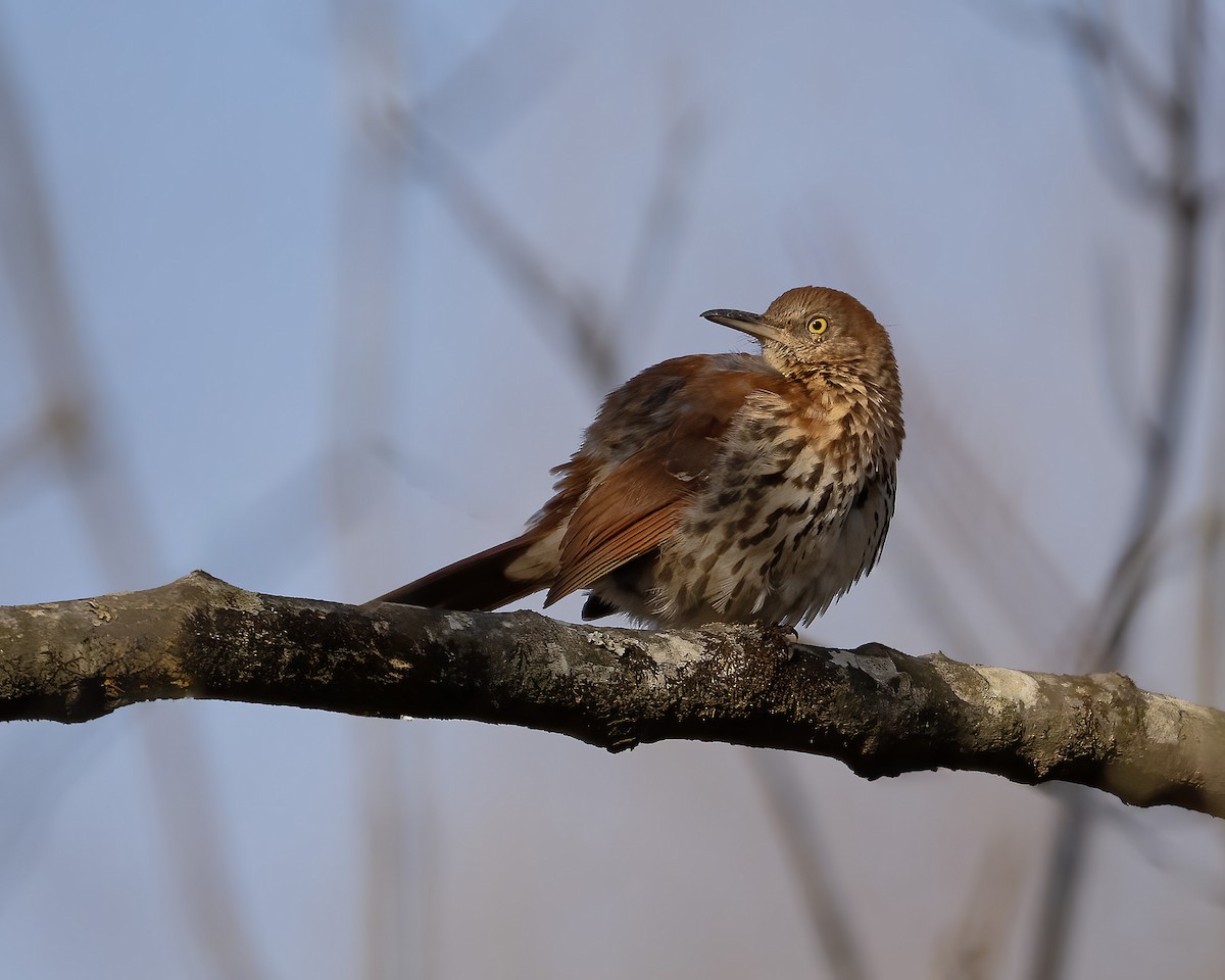 Cuitlacoche Rojizo - ML646984681