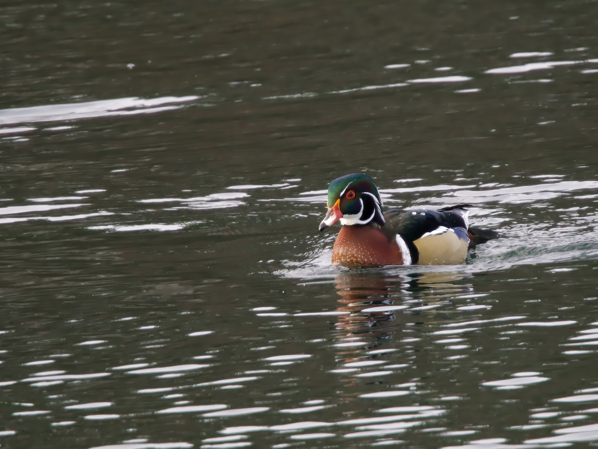 brudeand - ML646984685