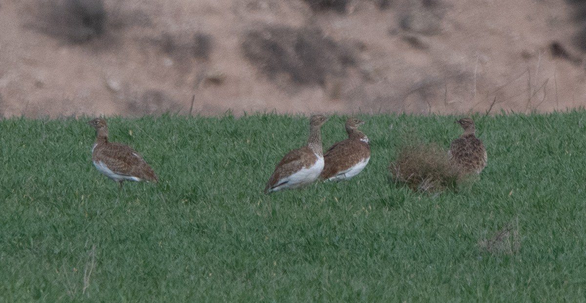 Little Bustard - ML646984688
