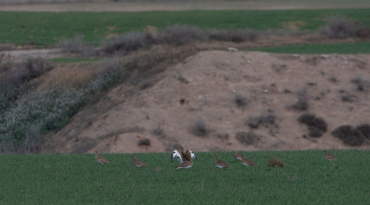 Little Bustard - ML646984689