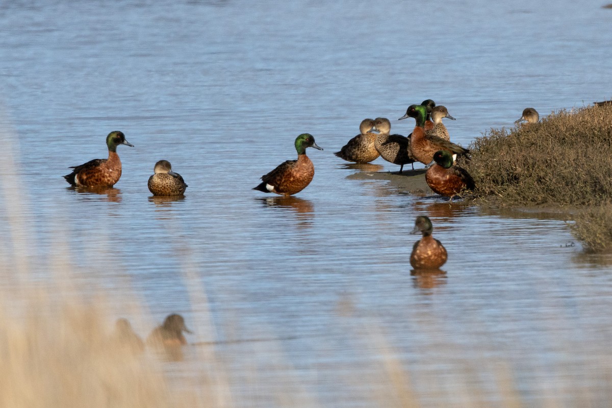Chestnut Teal - ML646984692