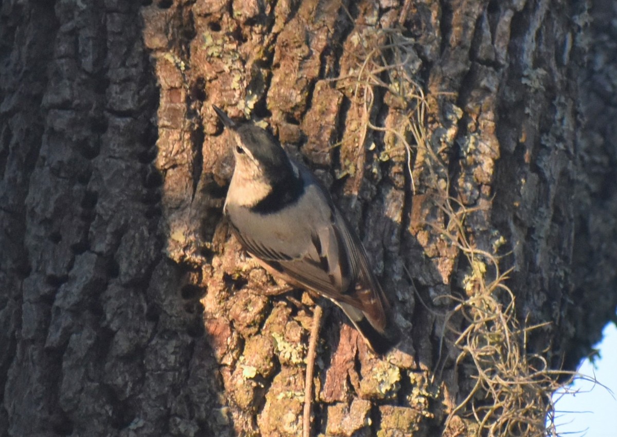 Sittelle à poitrine blanche - ML646984693