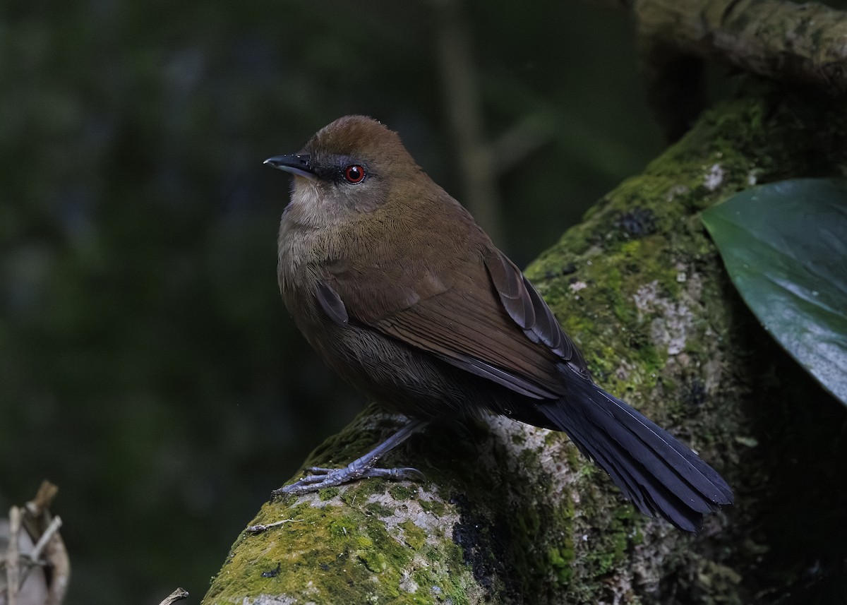 White-shouldered Fire-eye - ML646984695