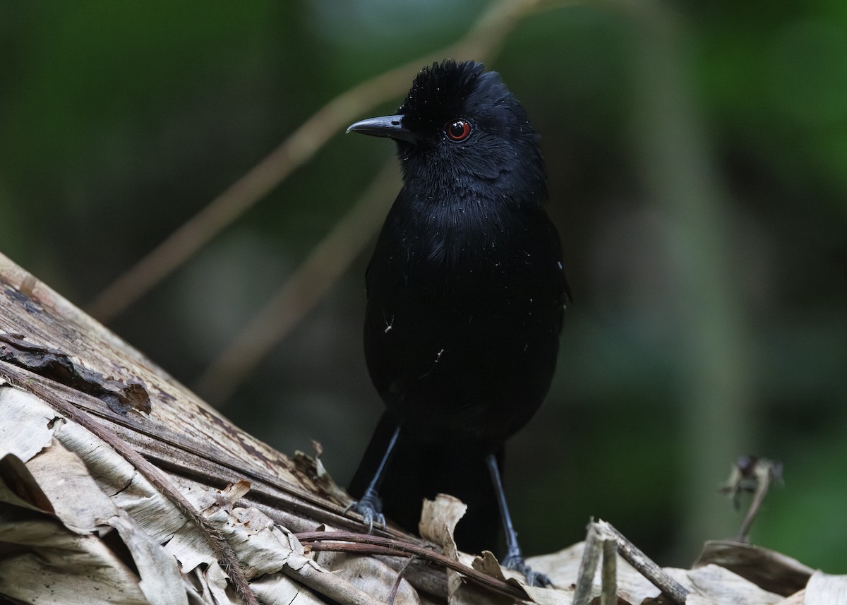 White-shouldered Fire-eye - ML646984696