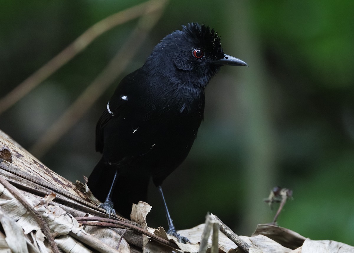 White-shouldered Fire-eye - ML646984697