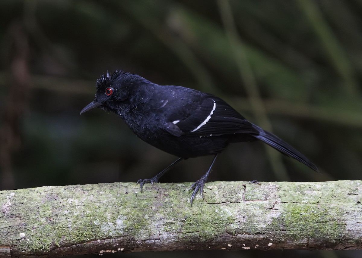 White-shouldered Fire-eye - ML646984698