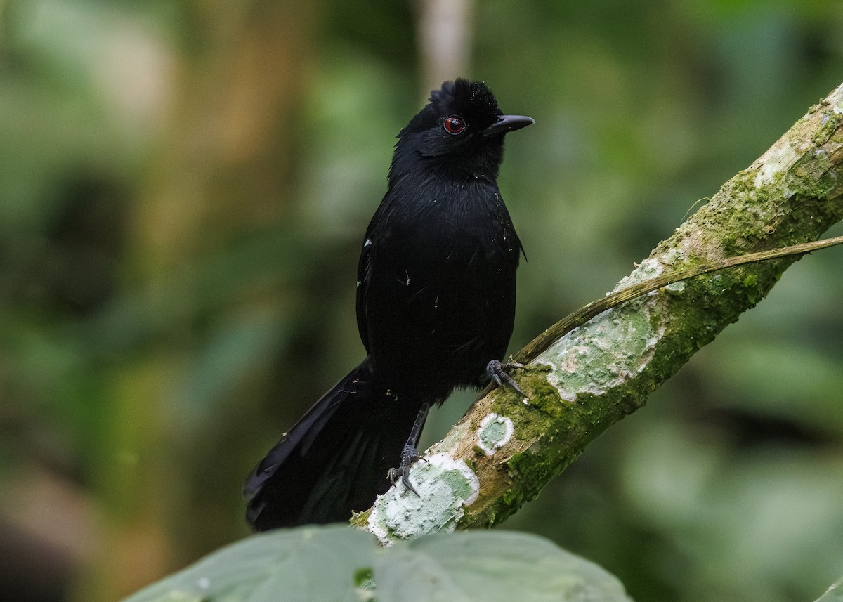 White-shouldered Fire-eye - ML646984699