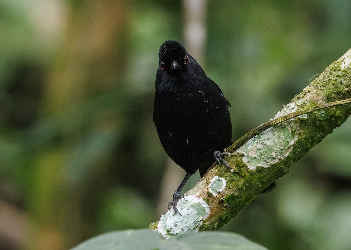 White-shouldered Fire-eye - ML646984700