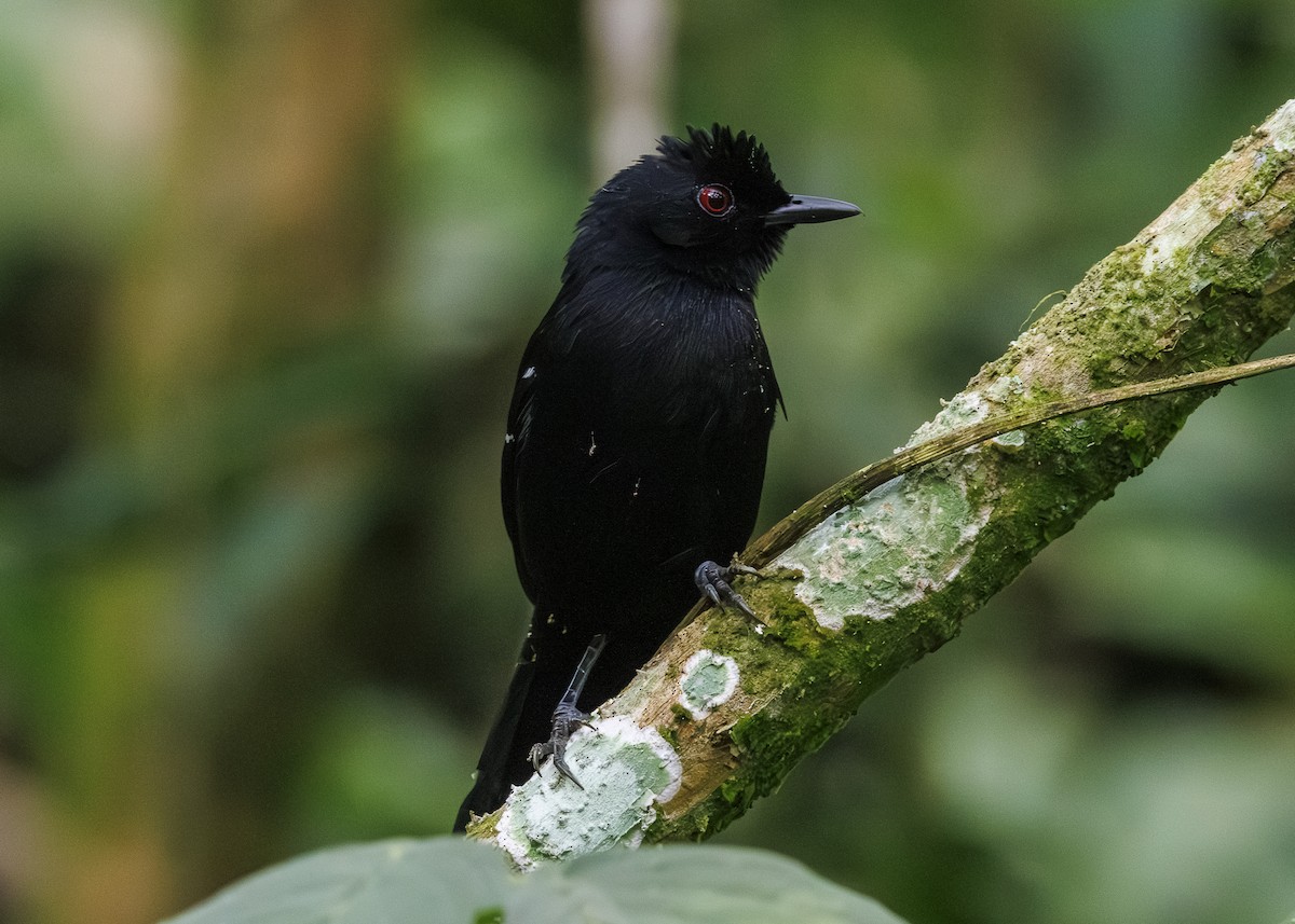 White-shouldered Fire-eye - ML646984701