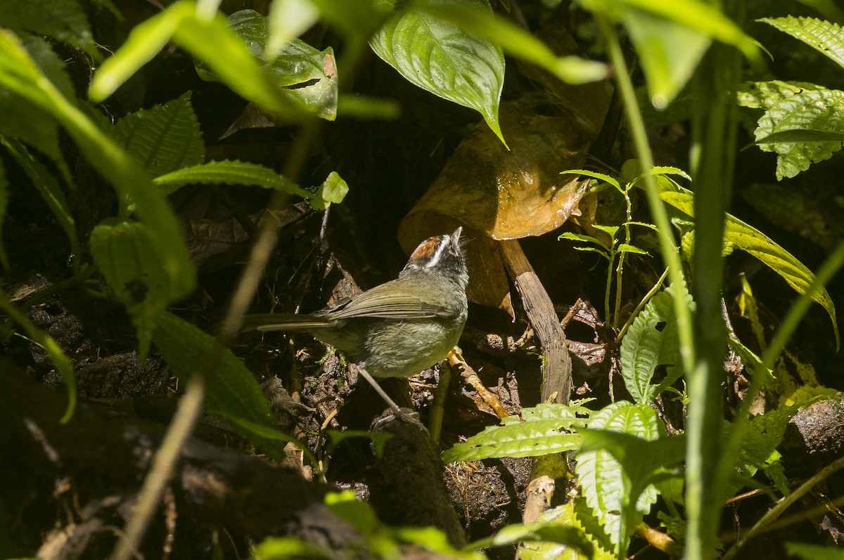 Black-cheeked Warbler - ML646984702