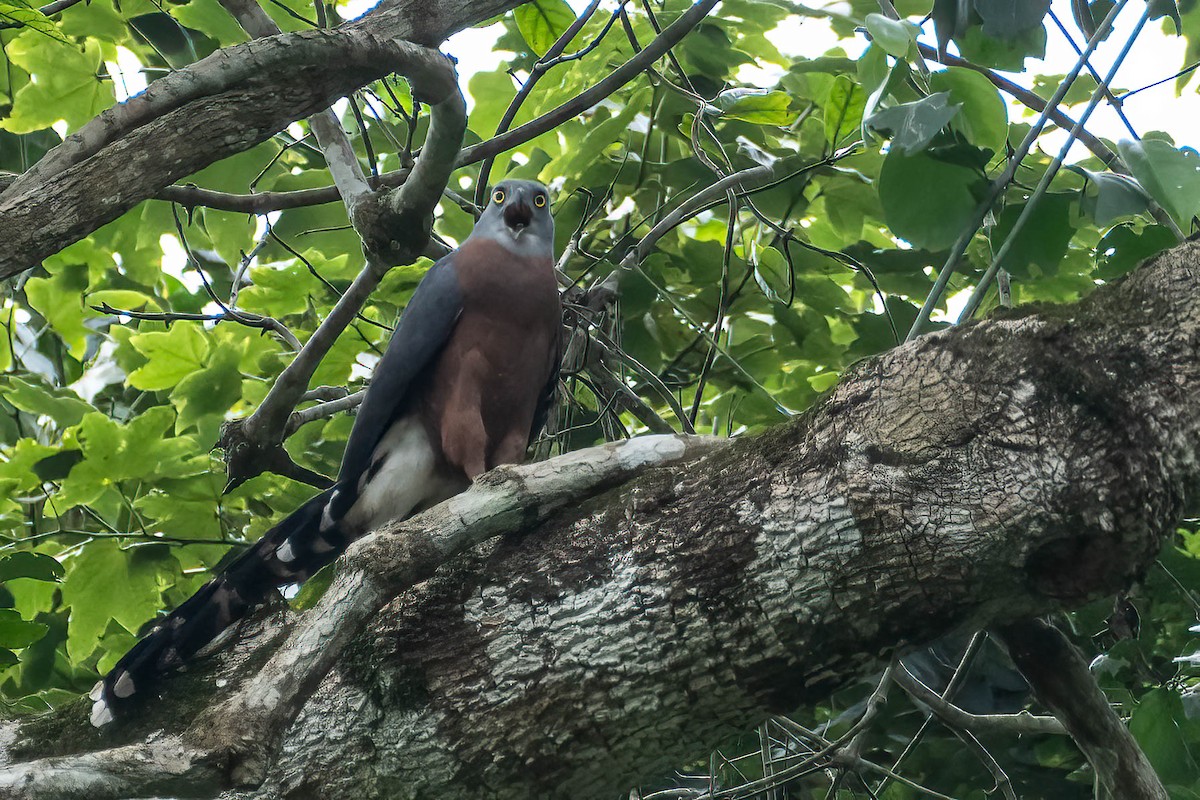 langstjerthauk - ML646984704