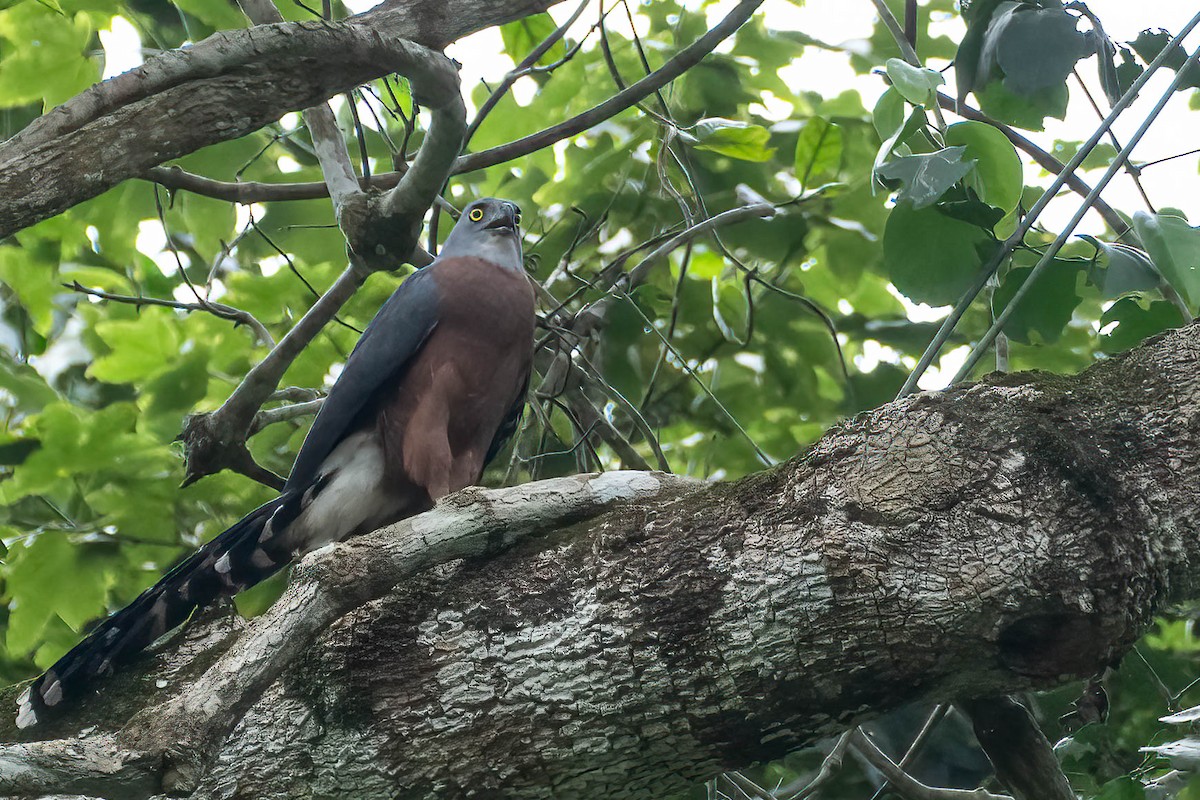 langstjerthauk - ML646984705