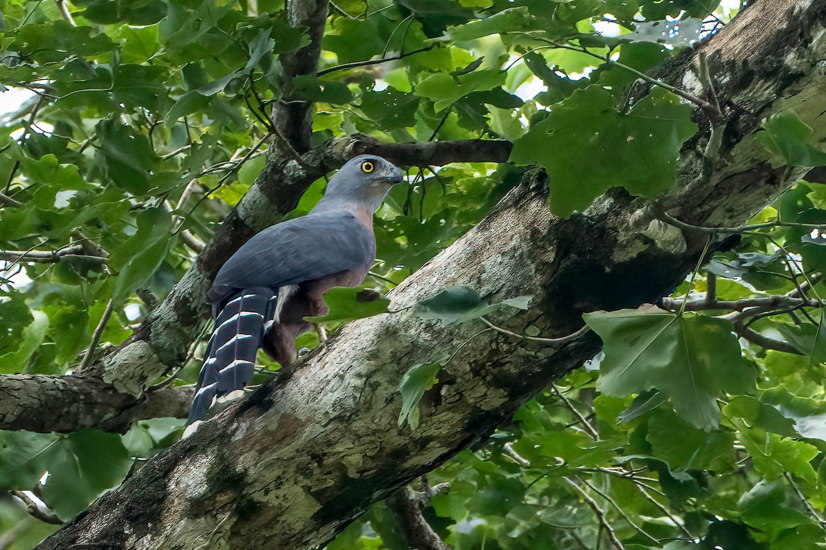 langstjerthauk - ML646984706