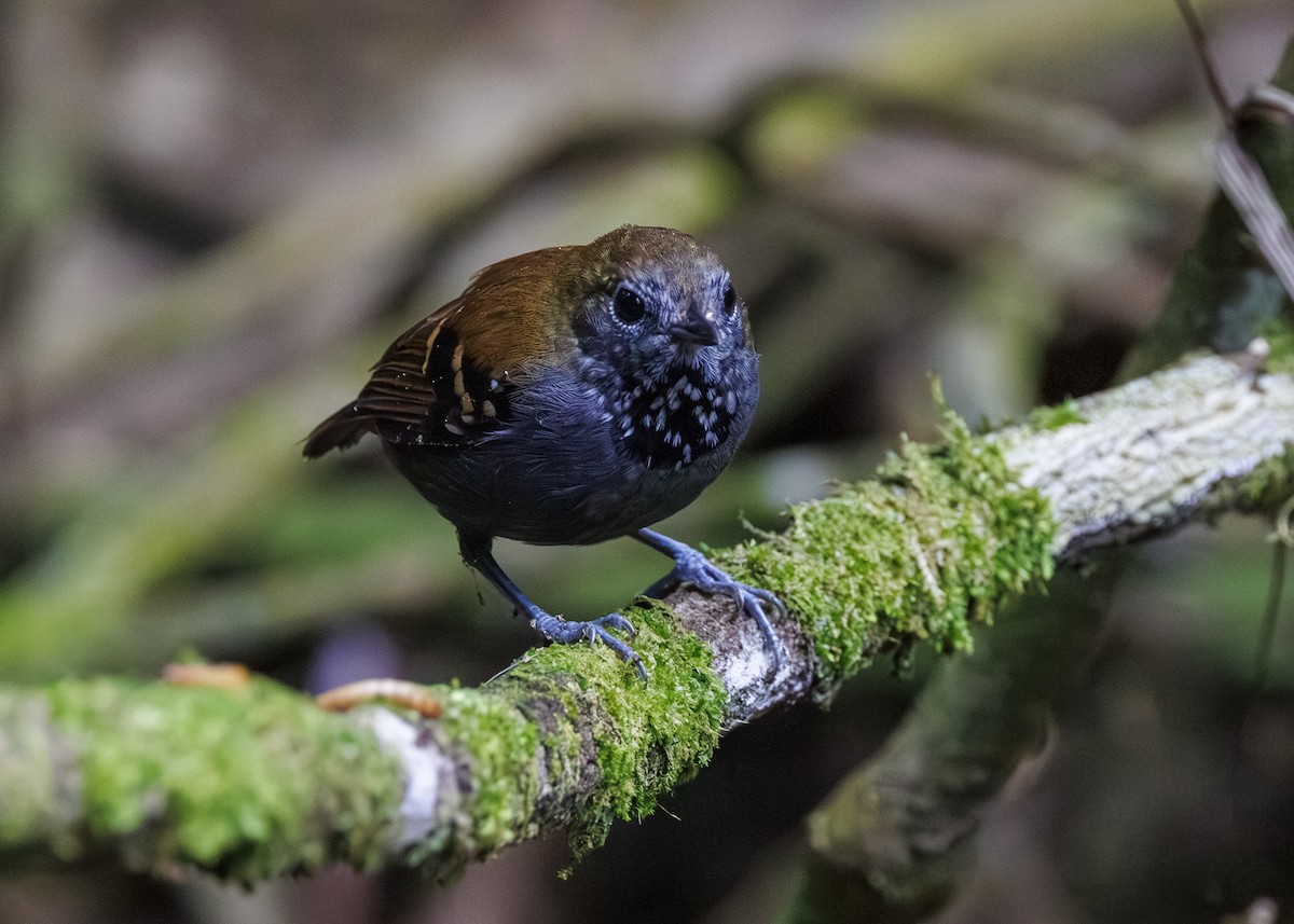Star-throated Antwren - ML646984707