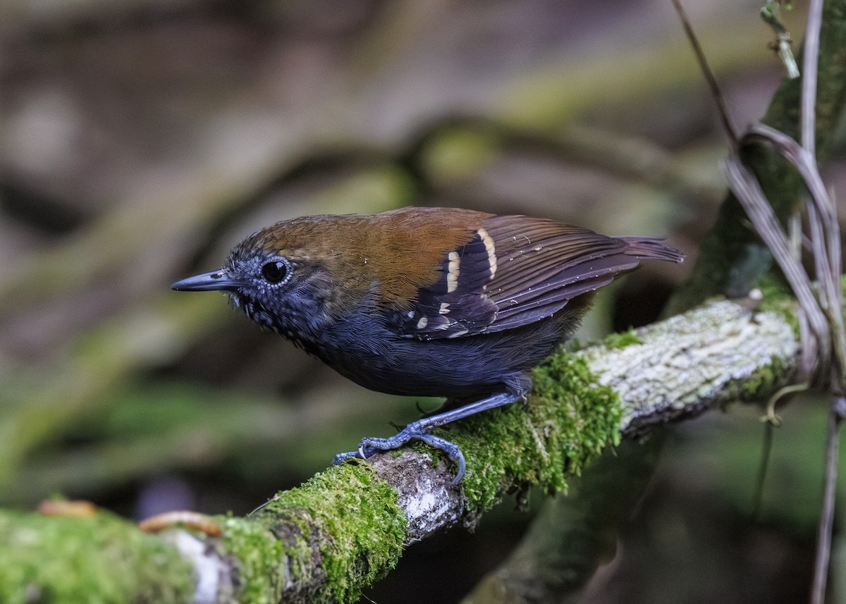 Star-throated Antwren - ML646984708