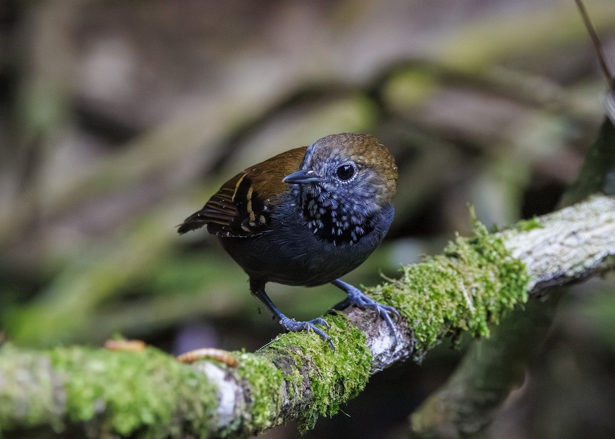 Star-throated Antwren - ML646984709