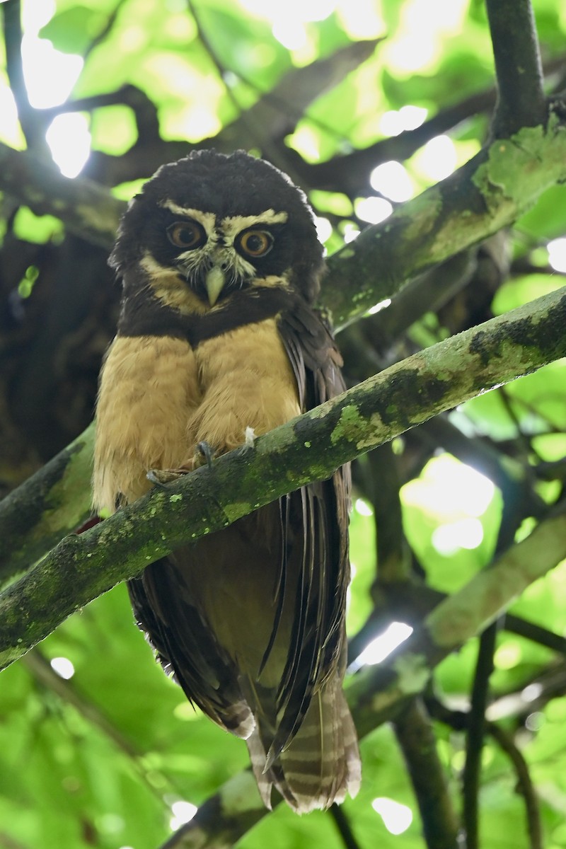 Сова вохристочерева - ML646984711