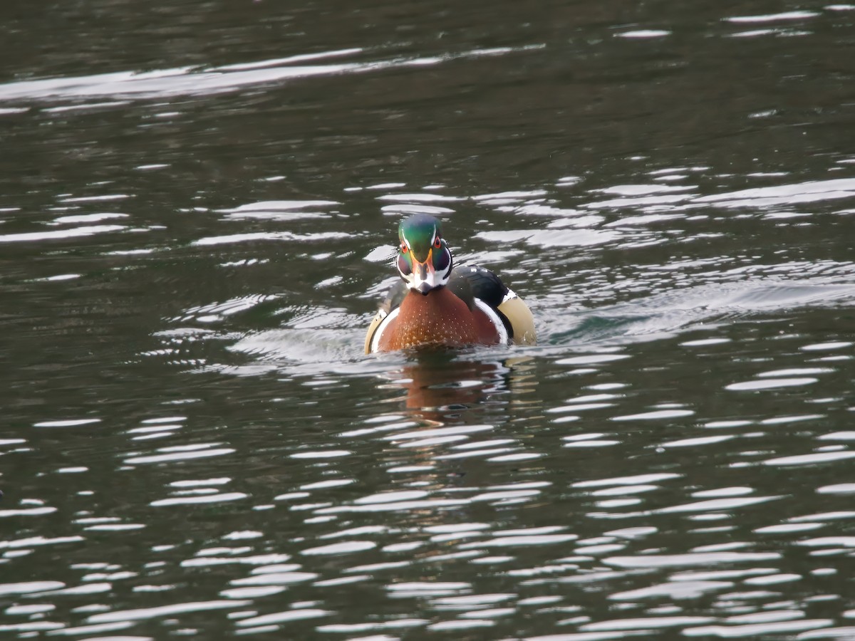 brudeand - ML646984712