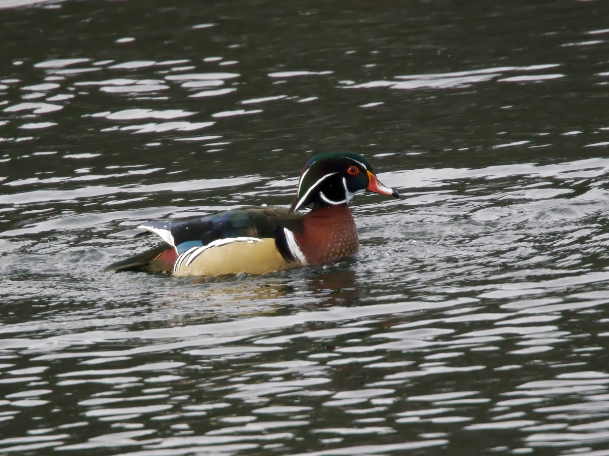 brudeand - ML646984713