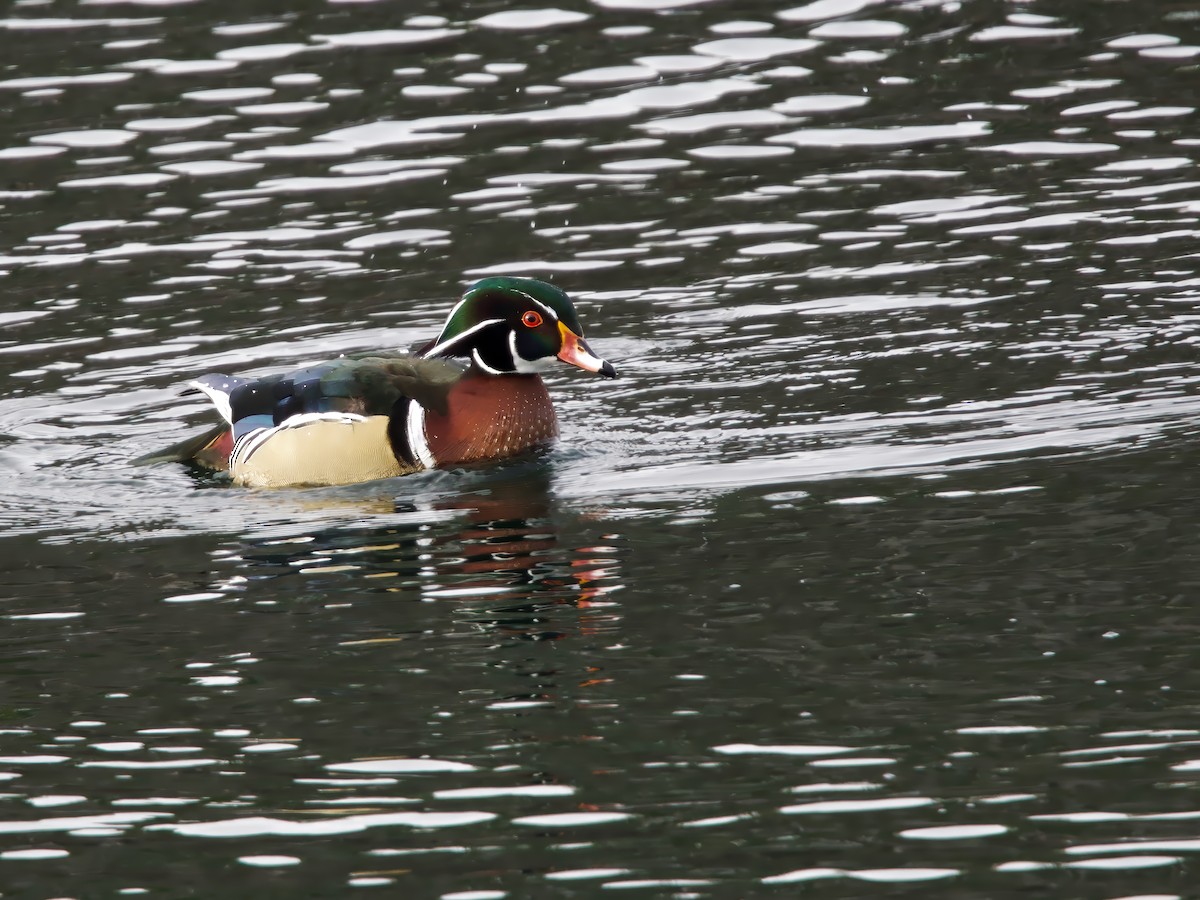 brudeand - ML646984714