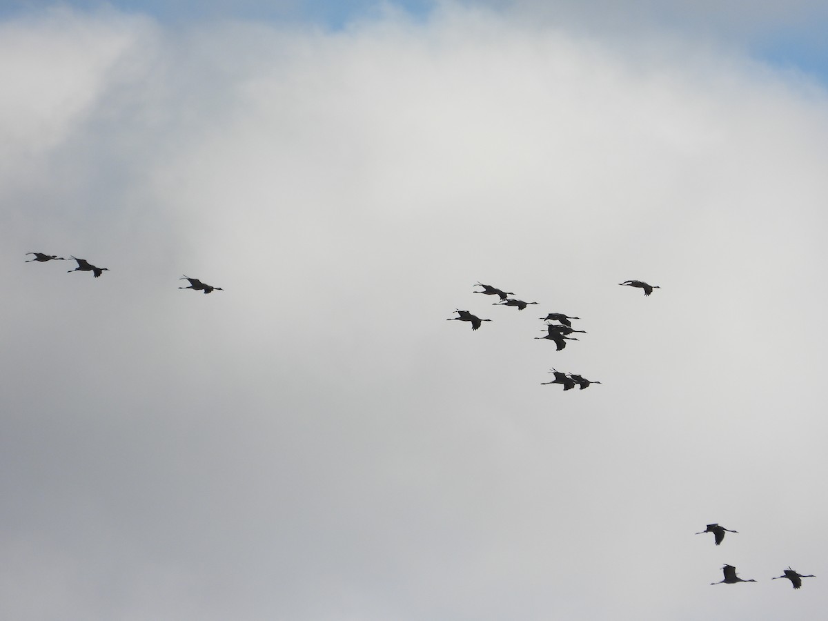 Kranich - ML646984717