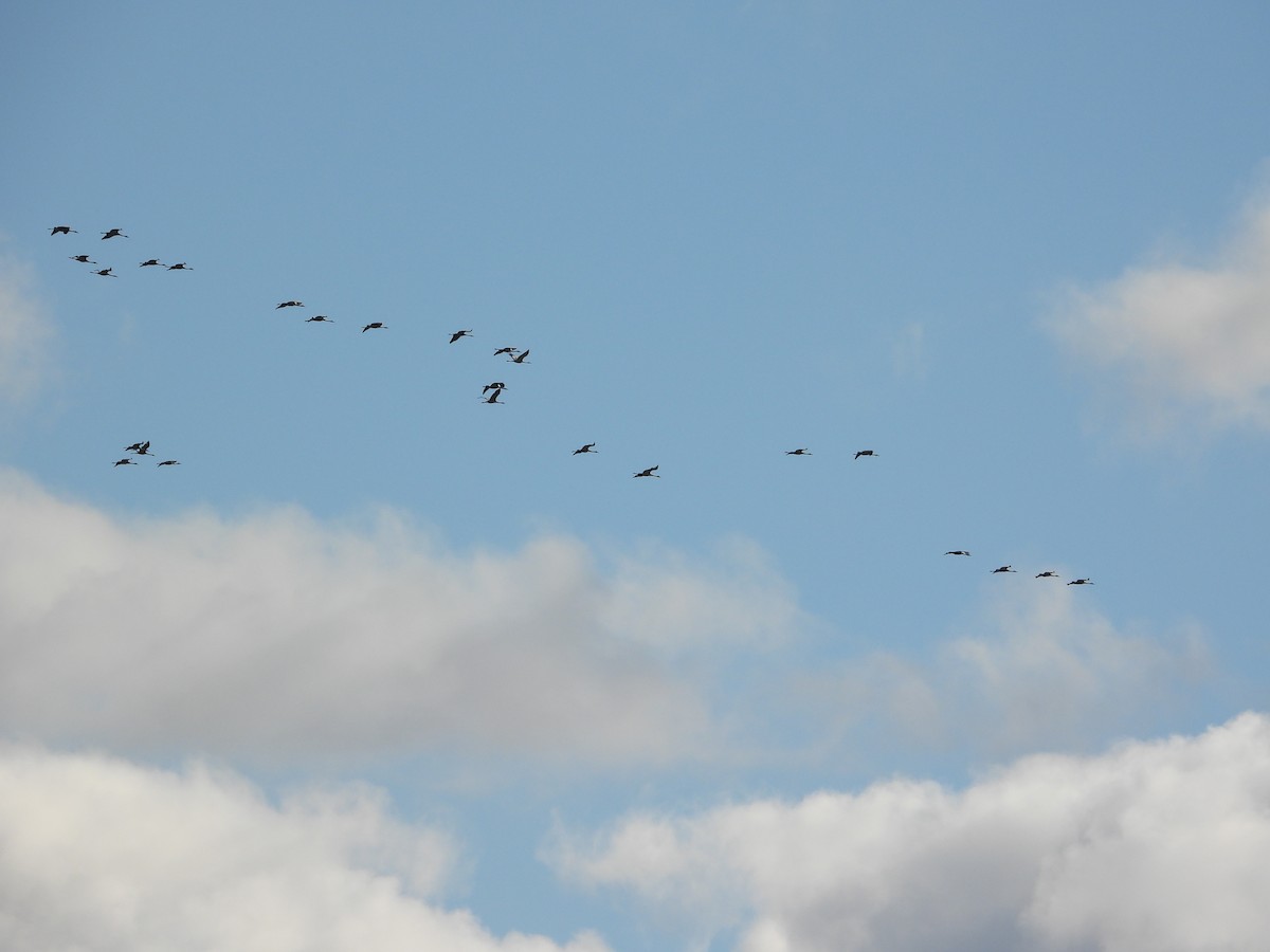 Kranich - ML646984718