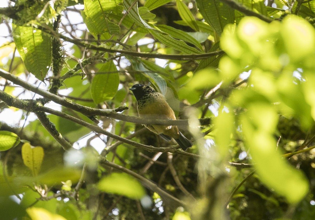 Spangle-cheeked Tanager - ML646984720