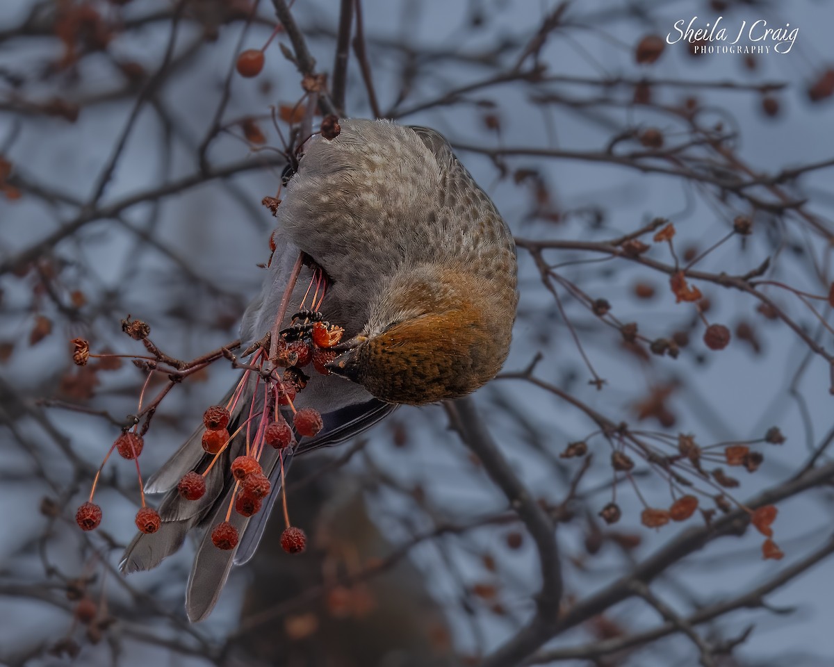 Pinu-gailupa - ML646984722